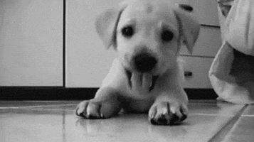 Puppies Cute Animals animated GIF