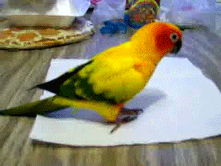 Birds Hopping GIF by Cheezburger - Find & Share on GIPHY
