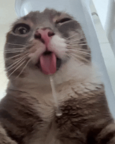 Drool Silly Cat GIF