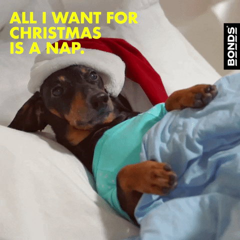 Santa hat dog gif by bonds aus - find & share on giphy