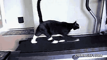 Cat Walking GIF