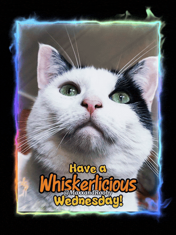 Cat Wednesday GIF