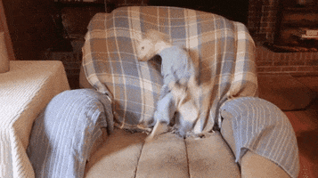 dancing dog gifmedogs GIF by Rover.com