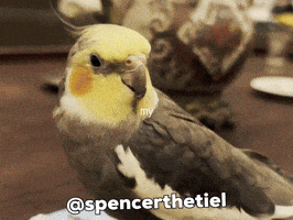 Instagram Bird GIF