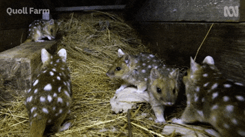Baby Animals GIF by ABC TV + IVIEW
