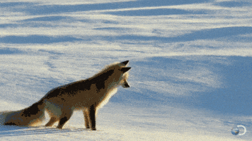 fox snow jumping stuck