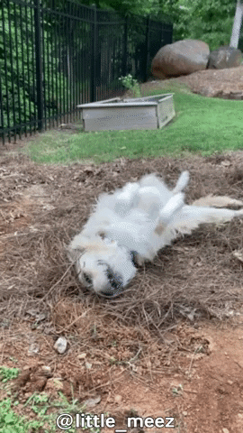Happy Dog Rolling Around GIF by Geekster Pets