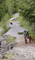Bear Hiking GIF by Storyful