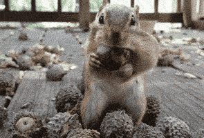 Acorn GIFs - Get the best GIF on GIPHY