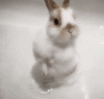 bunny cuteness GIF