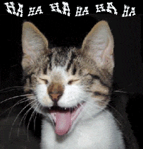 laughing cat animated gif