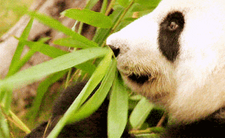 panda eating GIF