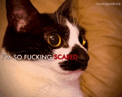 Scared Cat Meme GIF