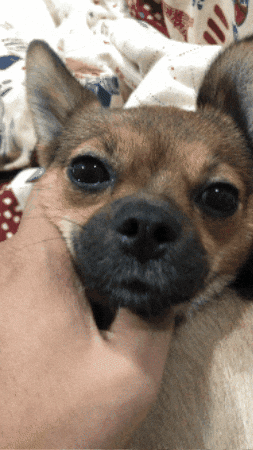 Dog GIF