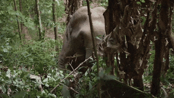 GIF by Planet Vegan