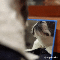 Looking At Yourself In The Mirror GIFs - Get the best GIF on GIPHY