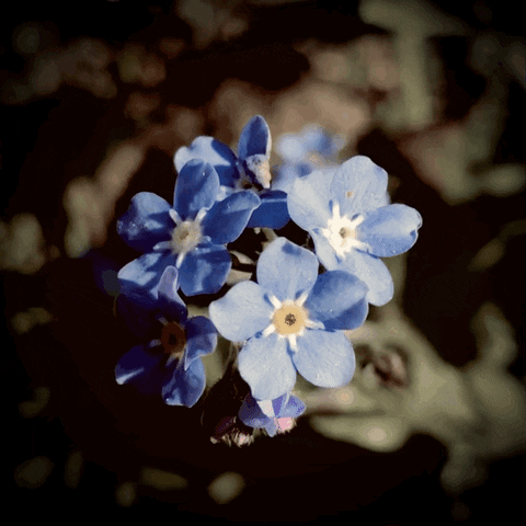 Flower GIF