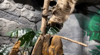 Sloths Share Gravity-Defying Kiss at Smithsonian National Zoo
