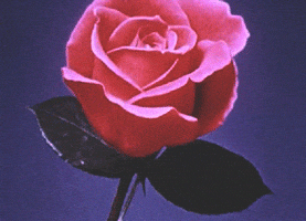 National Red Rose Day Flower GIF