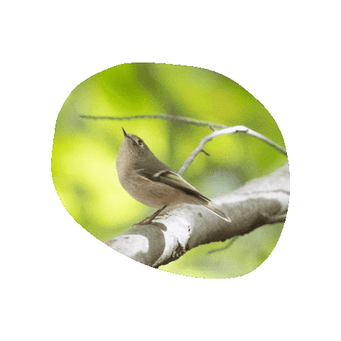 Virginia Living Museum Sticker