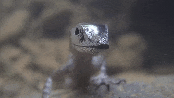 Animal GIF
