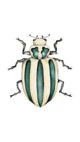 Bug Watercolor Sticker by Frau von Bommel