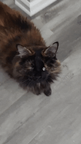 Hi GIF