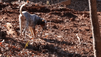 Blue Heeler Dog GIF by JC Property Professionals