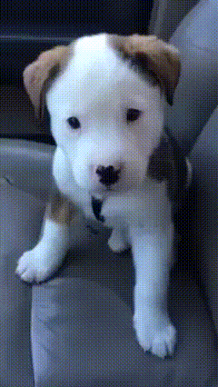 cuteness