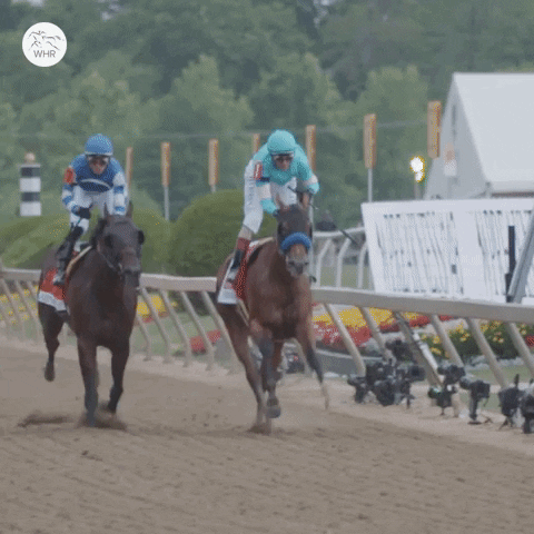 Horses Jockey GIF by World Horse Racing