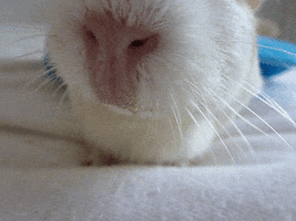 guinea pig GIF