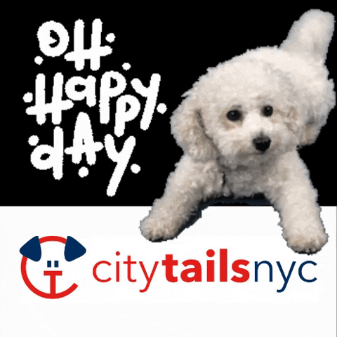 GIF by City Tails NYC