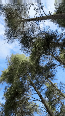 Sky Tree GIF