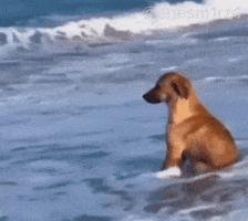 Dog Eray GIF by Rüzgar