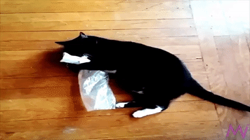 Bangerstube GIF