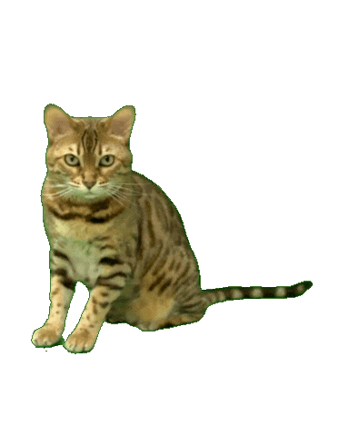 Bengal Cat Sticker by Kitty Fuchs