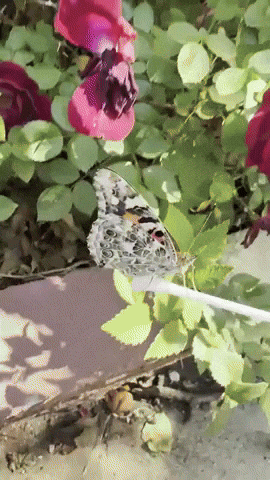 outofluck_club GIF