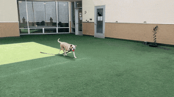 Dog Adopt GIF by Peninsula Humane Society & SPCA