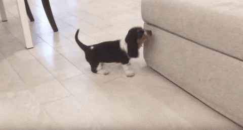Dog Oops GIF - Find & Share on GIPHY