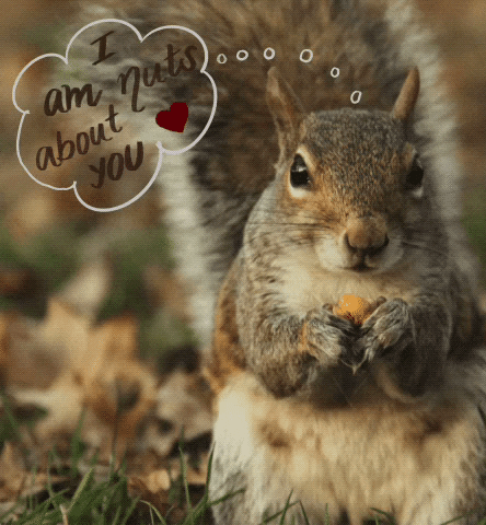 Valentines Day Squirrel GIF