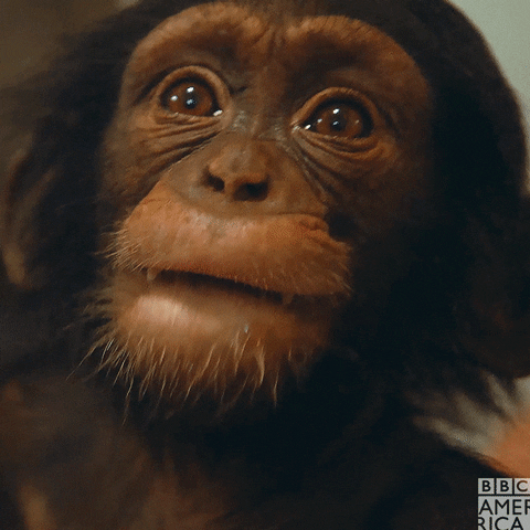 Bbc Earth Chimps GIF by BBC America