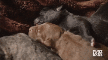 Must Love Dogs Cbc GIF by Omnifilm