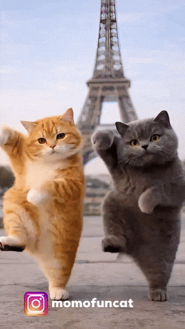 Dancing Cats GIF