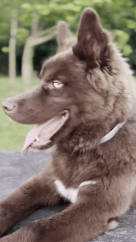 Red GIF