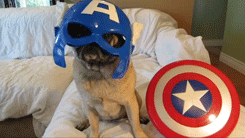 captain america costume GIF
