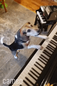 Hilarious-dogs GIFs - Find & Share on GIPHY