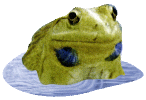 Frog Sticker by Shambhala Music Festival