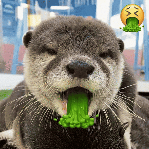 Otter GIF