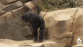 los angeles drinking GIF by Los Angeles Zoo and Botanical Gardens