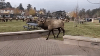 Person Walking Between Two Bull Elk Gets Charged